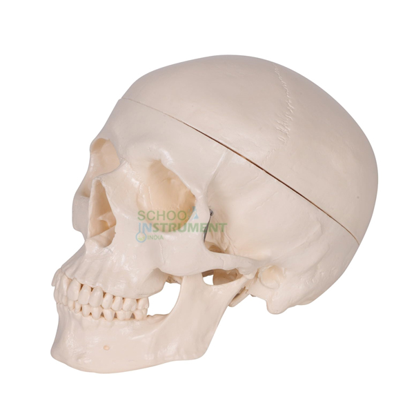 Skull, Plastic